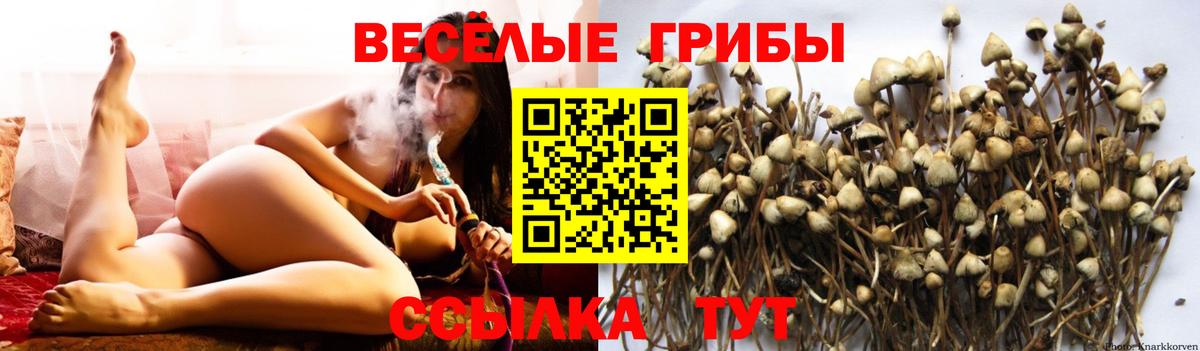 Псилоцибиновые грибы мицелий Усть-Джегута